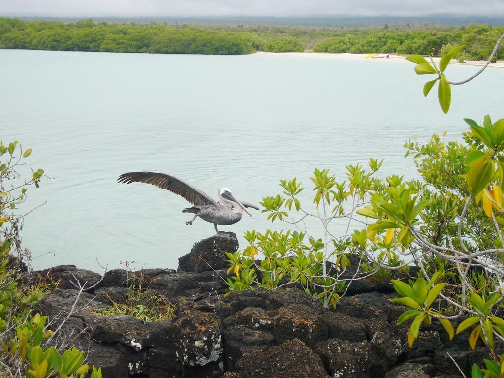 Hotel Pelican Bay ปูแอร์โตอาโยรา ภายนอก รูปภาพ